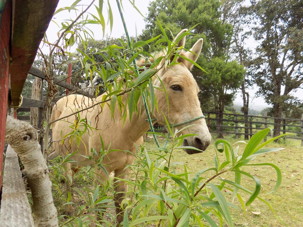 Rancho Hostal La Escondida Eco Park Теописка Экстерьер фото